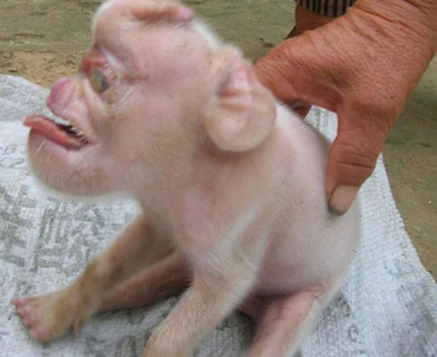 monkey-faced-pig-shocks-the-world_0