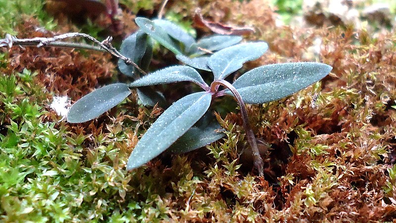 Spigelia genuflexa Popovkin & Struwe sp. nov. Geocarpy, burying fruit in soil (the peanut style), or ground cover (as is the case here and called 'depositor type' by Hylander [1929]), observed for the first time in Loganiaceae.