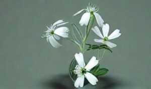 Russian Scientists Revived Plants Frozen 30,000 Yrs
