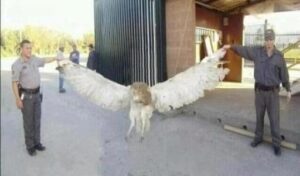 Fact Check Flashback: Real Giant Owl or Photoshop Fake?