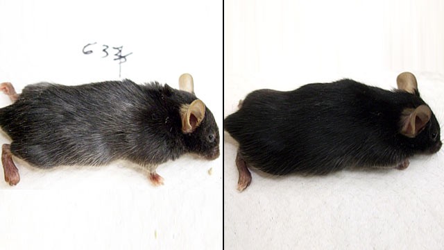 PHOTO: Scientist were able to take a mouse