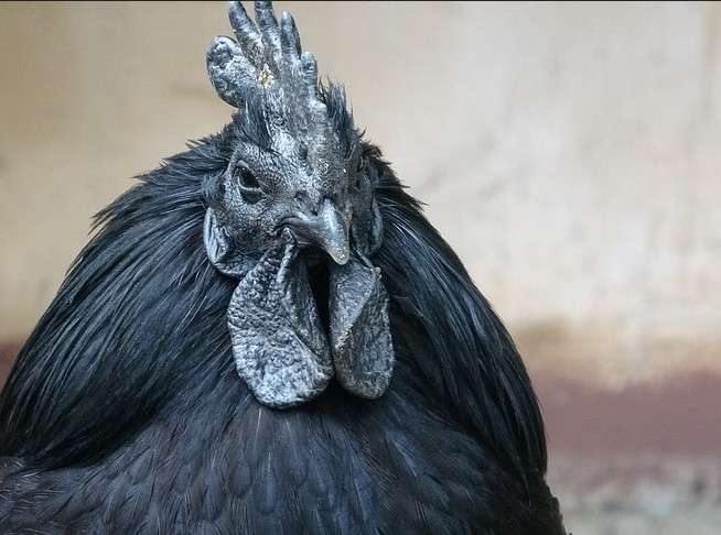 https://cdn.pixabay.com/photo/2018/06/30/10/59/ayam-cemani-3507446_960_720.jpg