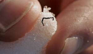 Ice Worms in Glaciers: Fact or Fiction?