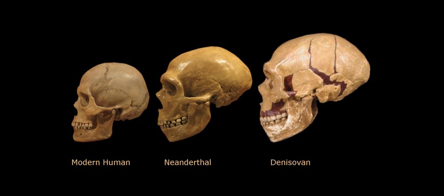 comparison denisovans where huge