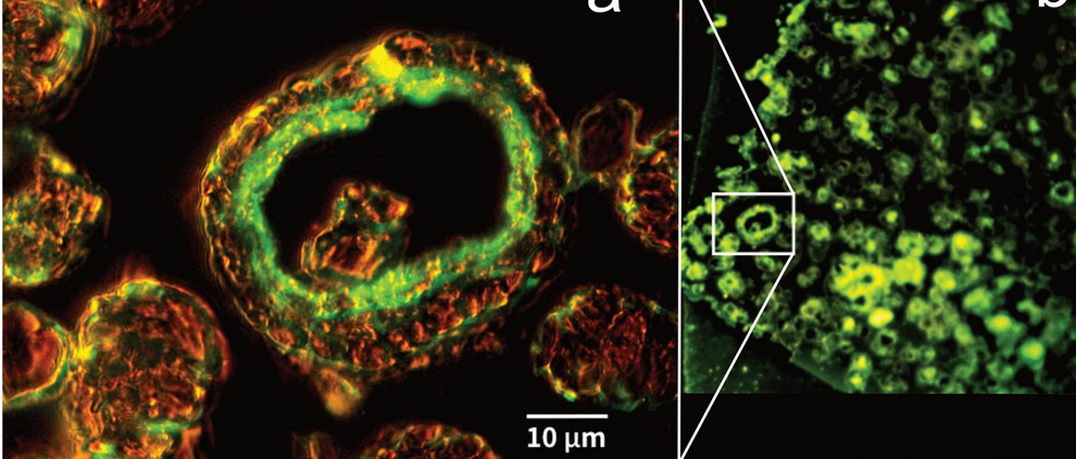 Epifluorescence imagery - life found in methane ice