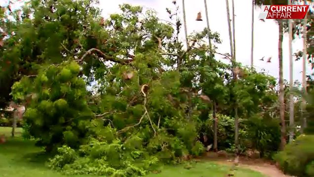 downed tree