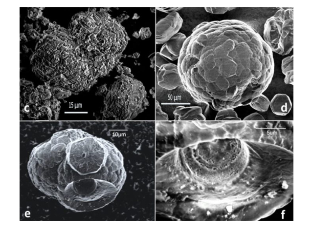 life found in methane ice