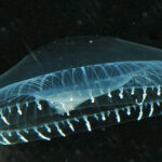 Strange Deep-Ocean Creatures: Crystal Jellyfish and The Shadow Fish
