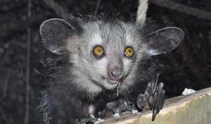 Here Are Some Lesser-Known Interesting Real Animals