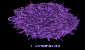 What is T-Cell Exhaustion?